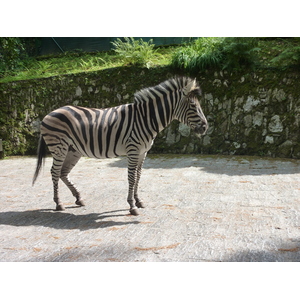 รูปถ่าย อิตาลี(Italy) วิลลาปัลลาวีชีโน(Villa Pallavicino) 2009-06 59