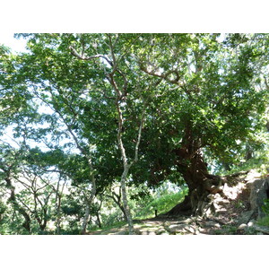 รูปถ่าย ฟิจิ(Fiji) ป้อมเนินเขาตาวูนี(Tavuni Hill Fort) 2010-05 21