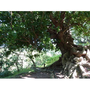 รูปถ่าย ฟิจิ(Fiji) ป้อมเนินเขาตาวูนี(Tavuni Hill Fort) 2010-05 28