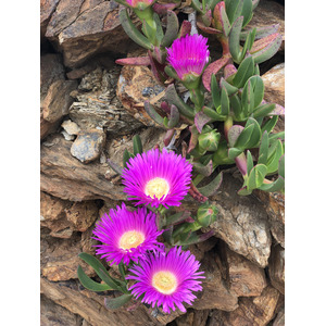 รูปถ่าย ฝรั่งเศส(France) กอลียูร์(Collioure) 2018-04 410