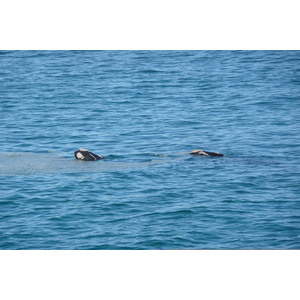 รูปถ่าย แอฟริกาใต้(South Africa) เฮอร์มานัส(Harmanus) 2008-09 62