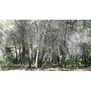 รูปถ่าย ฝรั่งเศส(France) ลาโกด(La Gaude) 2007-07 113