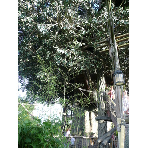 รูปถ่าย ฝรั่งเศส(France) ดิสนีย์แลนด์ปารีส(Disneyland Paris) บ้านต้นไม้โรบินสัน(La Cabane des Robinson) 2007-07 13