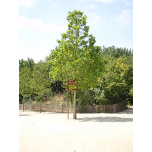รูปถ่าย ฝรั่งเศส(France) วีลเนิฟ-ลา-การาน(Villeneuve La Garenne) สวนช็องเตอแรน(Parc des Chanteraines) 2007-07 3