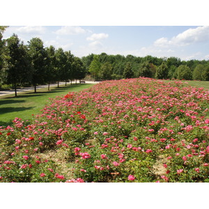 รูปถ่าย ฝรั่งเศส(France) วีลเนิฟ-ลา-การาน(Villeneuve La Garenne) สวนช็องเตอแรน(Parc des Chanteraines) 2007-07 7