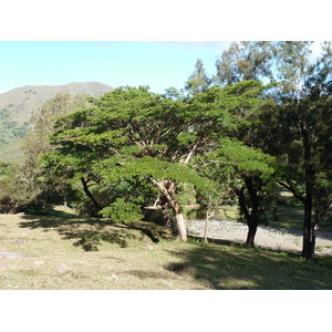 รูปถ่าย นิวแคลิโดเนีย(New Caledonia) ถนนจากกานาลาไปลาฟัว(Canala to La Foa road) 2010-05 60
