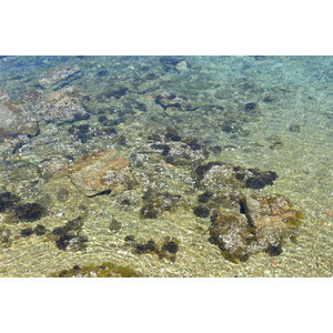 รูปถ่าย ฝรั่งเศส(France) เกาะปอร์เกอรอล(Porquerolles Island) แหลมเลอแก็ง(Pointe du Lequin) 2008-05 48