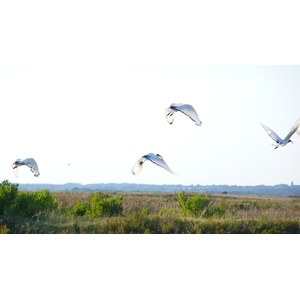 รูปถ่าย ฝรั่งเศส(France) เกรองเดอ(Guerande) นาเกลือ(Les marais salants) 2007-08 8