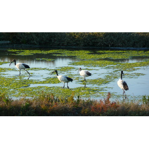 รูปถ่าย ฝรั่งเศส(France) เกรองเดอ(Guerande) นาเกลือ(Les marais salants) 2007-08 17
