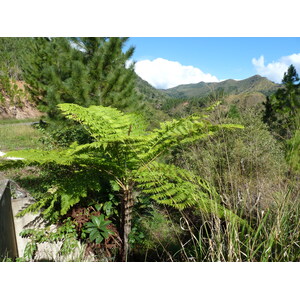 รูปถ่าย นิวแคลิโดเนีย(New Caledonia) ถนนจากกานาลาไปลาฟัว(Canala to La Foa road) 2010-05 6