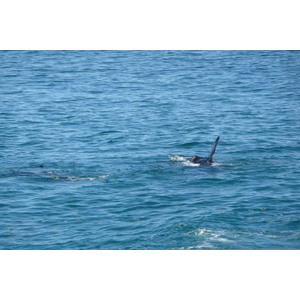 รูปถ่าย แอฟริกาใต้(South Africa) เฮอร์มานัส(Harmanus) 2008-09 292