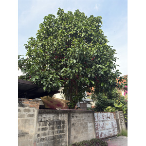 รูปถ่าย ไทย(Thailand) เชียงใหม่(Chiang Mai) 2024-12 0