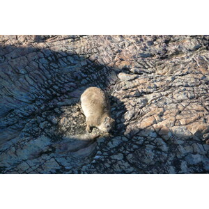 รูปถ่าย แอฟริกาใต้(South Africa) เฮอร์มานัส(Harmanus) 2008-09 262