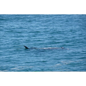 รูปถ่าย แอฟริกาใต้(South Africa) เฮอร์มานัส(Harmanus) 2008-09 273