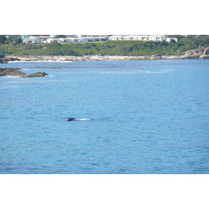 รูปถ่าย แอฟริกาใต้(South Africa) เฮอร์มานัส(Harmanus) 2008-09 43
