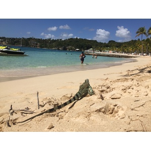 รูปถ่าย กวาเดอลูป(Guadeloupe) หาดลาการาแวล(La Caravelle Beach) 2021-02 88