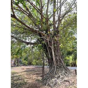 รูปถ่าย กัมพูชา(Cambodia) เสียมราฐ(Siem Reap) ปราสาทบายน(Bayon) 2023-01 11