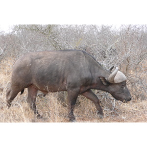 รูปถ่าย แอฟริกาใต้(South Africa) อุทยานแห่งชาติครูเกอร์(Kruger National Park) แม่น้ำซาเบิล(Sable River) 2008-09 1