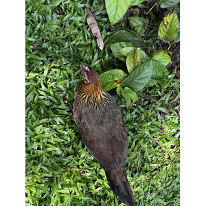 รูปถ่าย สิงคโปร์(Singapore) สวนพฤกษศาสตร์สิงคโปร์(Singapore Botanic Gardens) 2023-01 103
