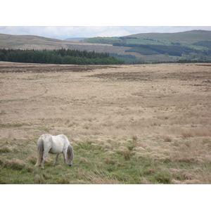 รูปถ่าย อังกฤษ(United Kingdom) อุทยานแห่งชาติเบรคอนบีคอนส์(Brecon Beacons National Park) 2006-05 17