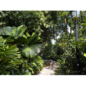 รูปถ่าย สิงคโปร์(Singapore) สวนพฤกษศาสตร์สิงคโปร์(Singapore Botanic Gardens) 2023-01 18