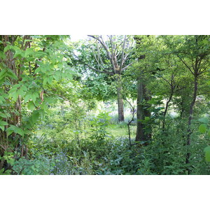 รูปถ่าย ฝรั่งเศส(France) ฌีแวร์นี(Giverny) 2013-06 5