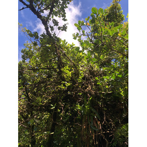 รูปถ่าย กวาเดอลูป(Guadeloupe) ภูเขาไฟลากร็องด์ซูฟรีแยร์(La Grande Soufriere) 2021-02 51