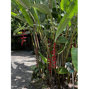 รูปถ่าย สิงคโปร์(Singapore) สวนพฤกษศาสตร์สิงคโปร์(Singapore Botanic Gardens) 2023-01 84
