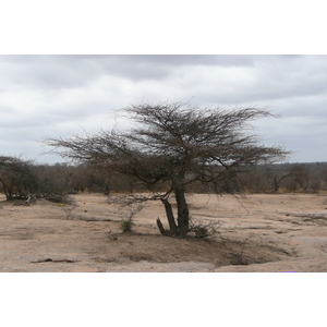 รูปถ่าย แอฟริกาใต้(South Africa) อุทยานแห่งชาติครูเกอร์(Kruger National Park) 2008-09 8