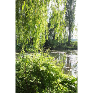 รูปถ่าย ฝรั่งเศส(France) ฌีแวร์นี(Giverny) 2013-06 76