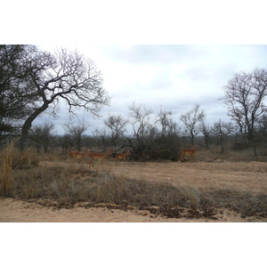 รูปถ่าย แอฟริกาใต้(South Africa) อุทยานแห่งชาติครูเกอร์(Kruger National Park) 2008-09 52