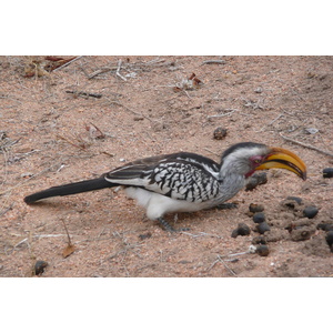 รูปถ่าย แอฟริกาใต้(South Africa) อุทยานแห่งชาติครูเกอร์(Kruger National Park) มปอนโด(Mpondo) 2008-09 35