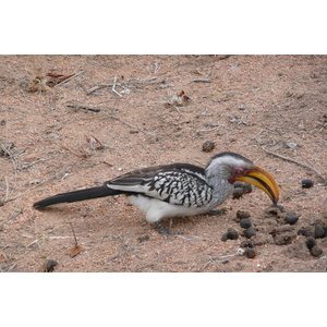 รูปถ่าย แอฟริกาใต้(South Africa) อุทยานแห่งชาติครูเกอร์(Kruger National Park) มปอนโด(Mpondo) 2008-09 32