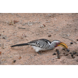 รูปถ่าย แอฟริกาใต้(South Africa) อุทยานแห่งชาติครูเกอร์(Kruger National Park) มปอนโด(Mpondo) 2008-09 29