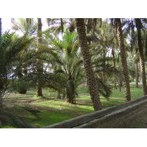 รูปถ่าย สหรัฐอาหรับเอมิเรตส์(United Arab Emirates) อาเลอิน(Al Ain) โอเอซิสอัลไอน์(Al Ain Oasis) 2005-03 10