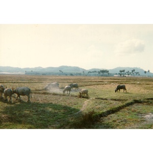 รูปถ่าย ไทย(Thailand) ภูเก็ต(Phuket) 1989-04 29