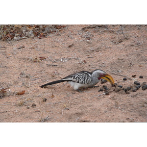 รูปถ่าย แอฟริกาใต้(South Africa) อุทยานแห่งชาติครูเกอร์(Kruger National Park) มปอนโด(Mpondo) 2008-09 24