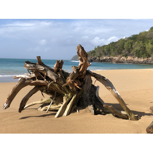 รูปถ่าย กวาเดอลูป(Guadeloupe) หาดลาแปร์ล(La Perle Beach) 2021-02 109