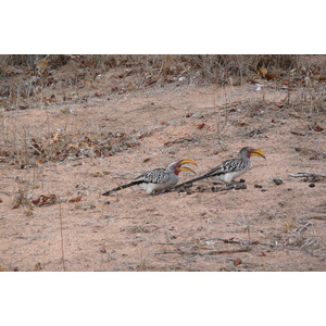 รูปถ่าย แอฟริกาใต้(South Africa) อุทยานแห่งชาติครูเกอร์(Kruger National Park) มปอนโด(Mpondo) 2008-09 28