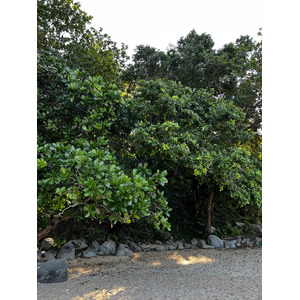 รูปถ่าย ไทย(Thailand) ภูเก็ต(Phuket) หาดแหลมสิงห์(Laem Sing Beach) 2021-12 107