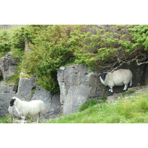 รูปถ่าย อังกฤษ(United Kingdom) อุทยานแห่งชาติแคร์นกอร์มส์(Cairngorms National Park) 2011-07 1