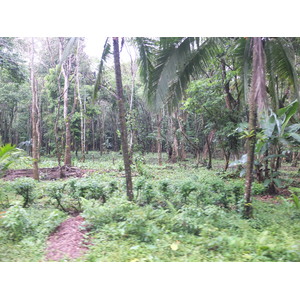 รูปถ่าย คอสตาริกา(Costa Rica) ปวยร์โตเบียโฆเดตาลามังกา(Puerto Viejo de Talamanca) 2015-03 33