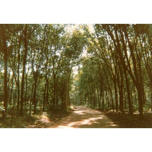 รูปถ่าย ไทย(Thailand) ภูเก็ต(Phuket) 1989-04 45