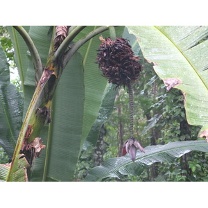รูปถ่าย คอสตาริกา(Costa Rica) ปวยร์โตเบียโฆเดตาลามังกา(Puerto Viejo de Talamanca) 2015-03 47