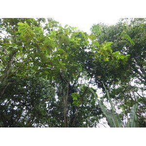 รูปถ่าย คอสตาริกา(Costa Rica) ปวยร์โตเบียโฆเดตาลามังกา(Puerto Viejo de Talamanca) 2015-03 34