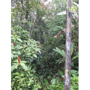 รูปถ่าย คอสตาริกา(Costa Rica) ปวยร์โตเบียโฆเดตาลามังกา(Puerto Viejo de Talamanca) 2015-03 6