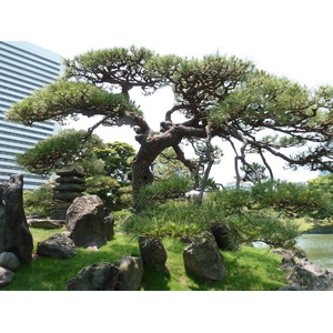 รูปถ่าย ญี่ปุ่น(Japan) โตเกียว(Tokyo) สวนคิวชิบะริคิว(Kyu Shiba rikyu Gardens) 2010-06 7