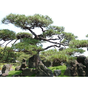 รูปถ่าย ญี่ปุ่น(Japan) โตเกียว(Tokyo) สวนคิวชิบะริคิว(Kyu Shiba rikyu Gardens) 2010-06 15