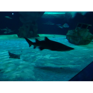 รูปถ่าย ฝรั่งเศส(France) เลอกรัวซิก(Le Croisic) โอเชียเรียม(Ocearium) 2009-10 1