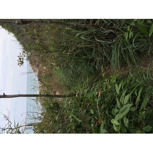 รูปถ่าย ไทย(Thailand) เกาะเสม็ด(Ko Samet) 2014-12 102